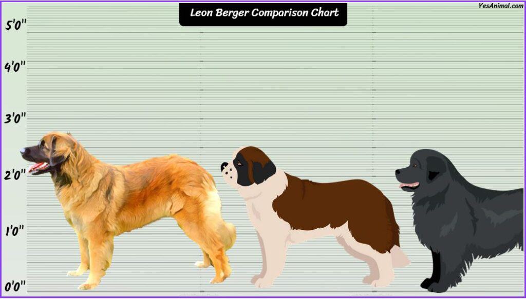 Leon Berger Size