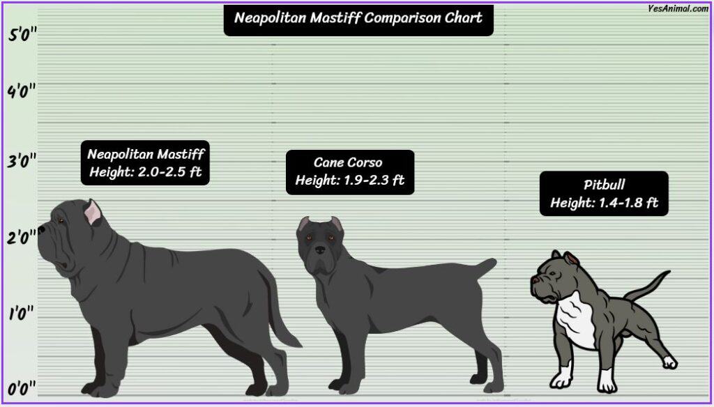 Neapolitan Mastiff Size comparison