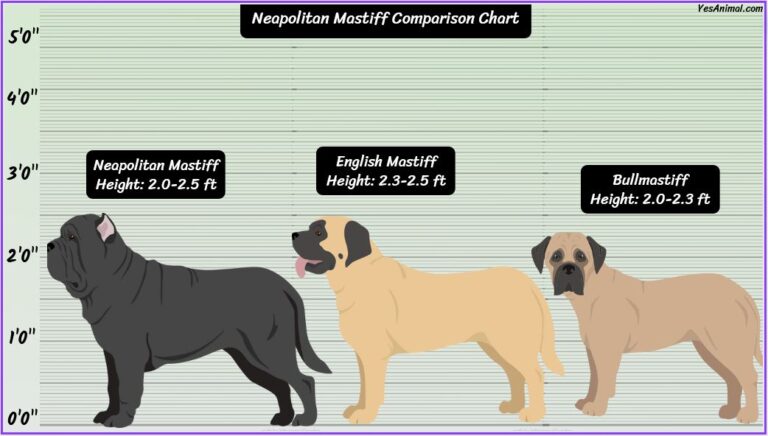 Neapolitan Mastiff Size: How Big Are They Comparison?