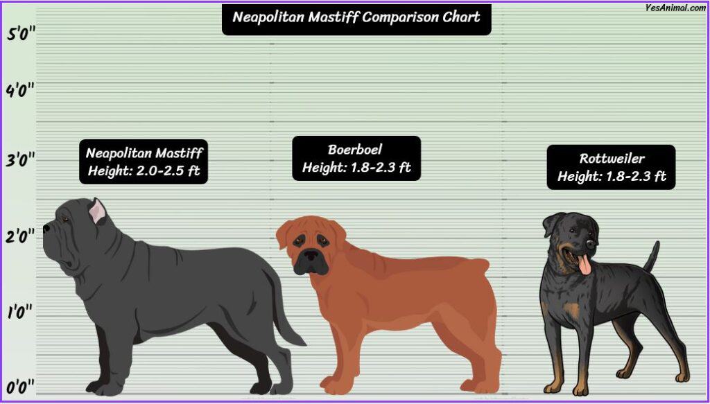 Neapolitan Mastiff Size comparison