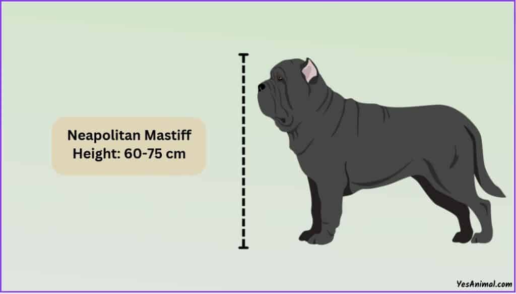 Neapolitan Mastiff Size
