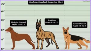 Rhodesian Ridgeback Size Explained: How Big Are They Compared To Others?
