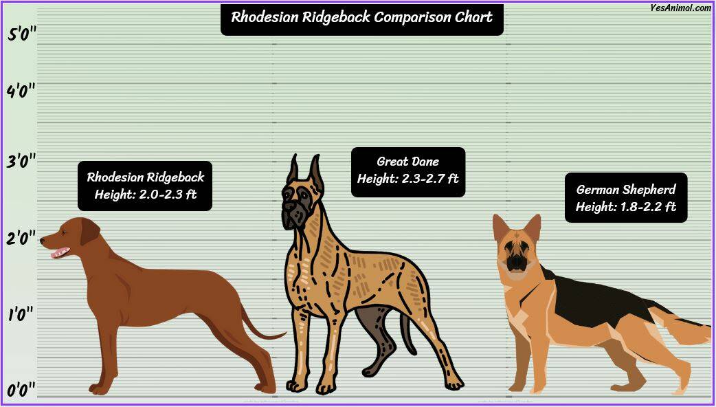 Rhodesian Ridgeback Size: How Big Are They Comparison?