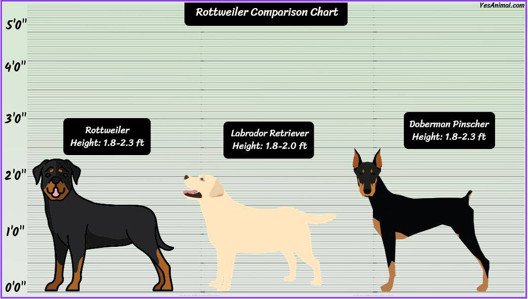 Rottweiler Size: How Big Are They Compared To Others?