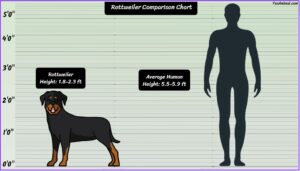 Rottweiler Size Explained: How Big Are They Compared To Others?