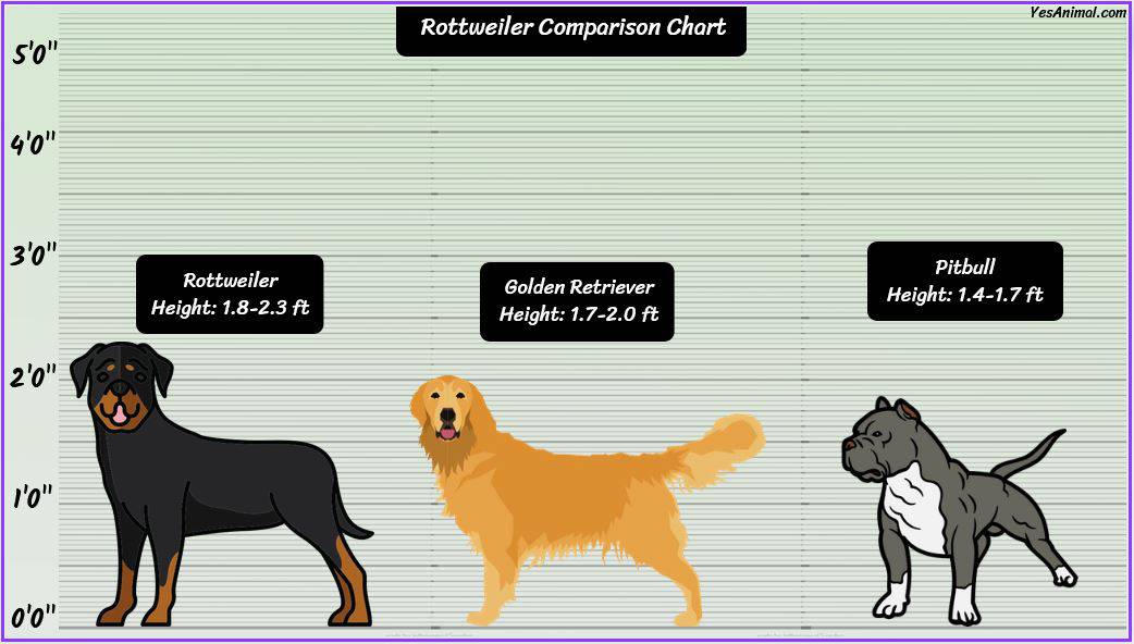 Rottweiler Size: How Big Are They Compared To Others?