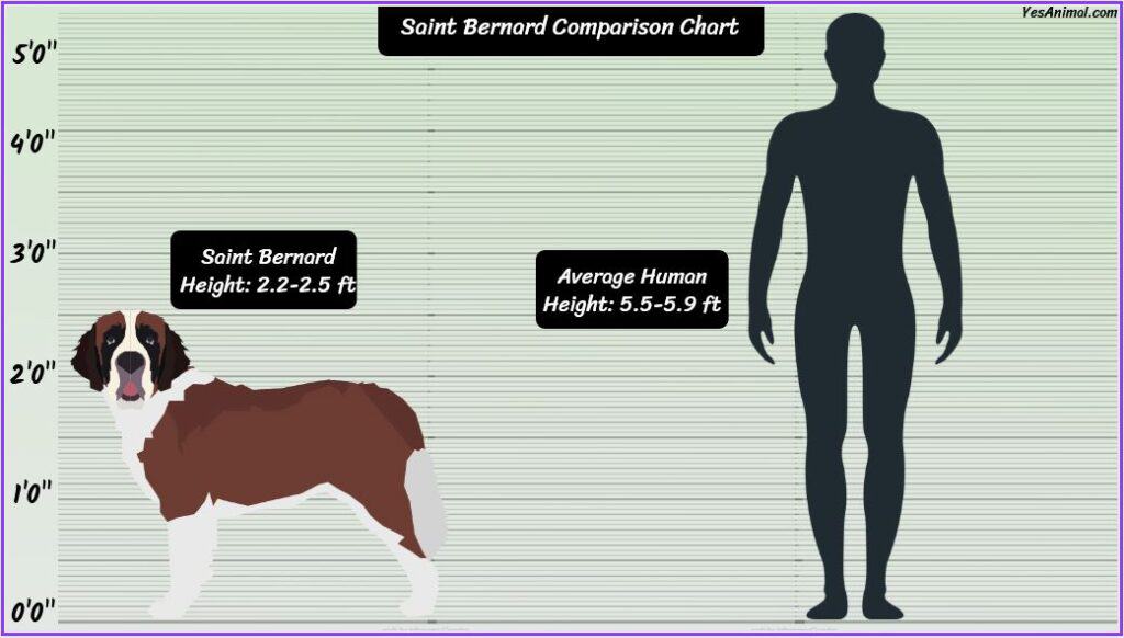 St. Bernard Size comparison