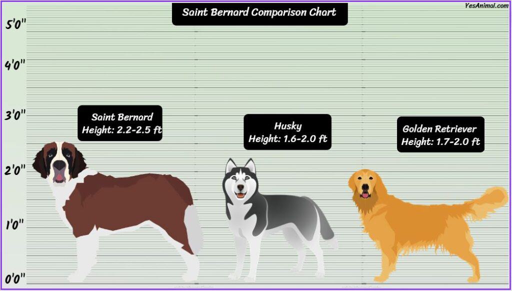 St. Bernard Size comparison