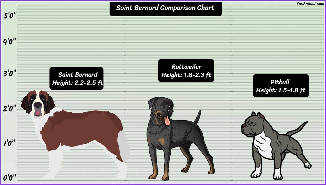 St. Bernard Size: How Big Are They Compared To Others?