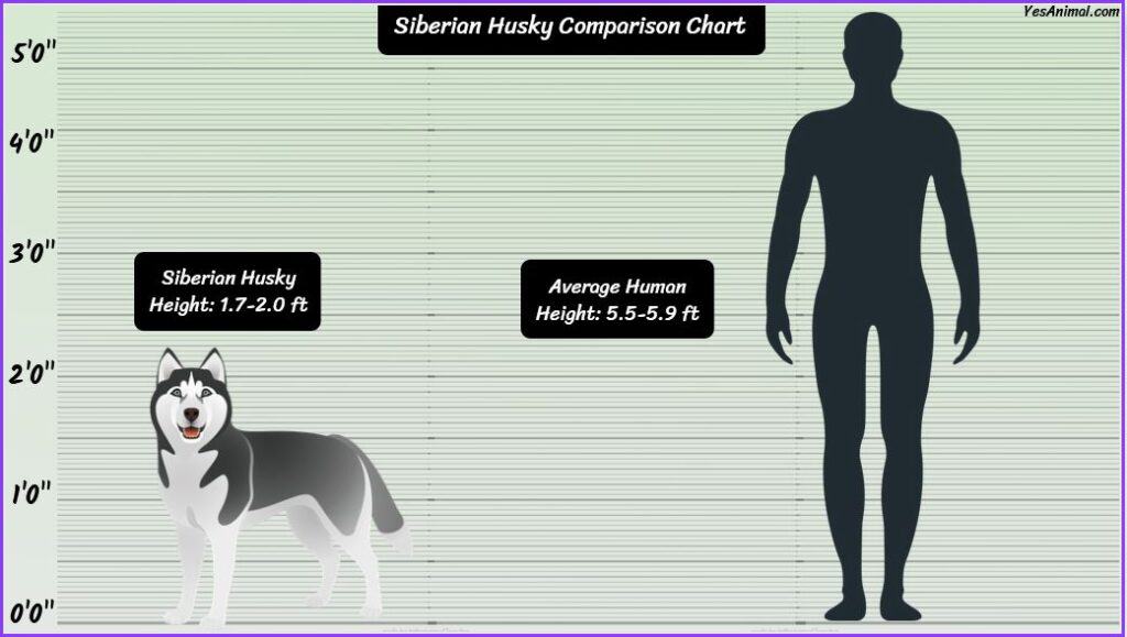 Siberian Husky Size comparison