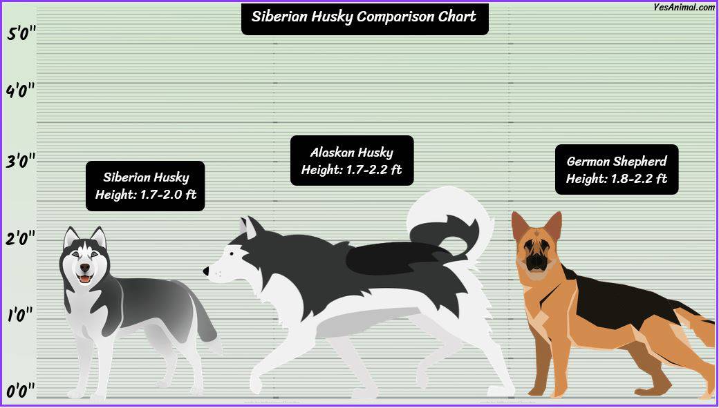 Siberian Husky Size: How Big Are They Compared To Others?