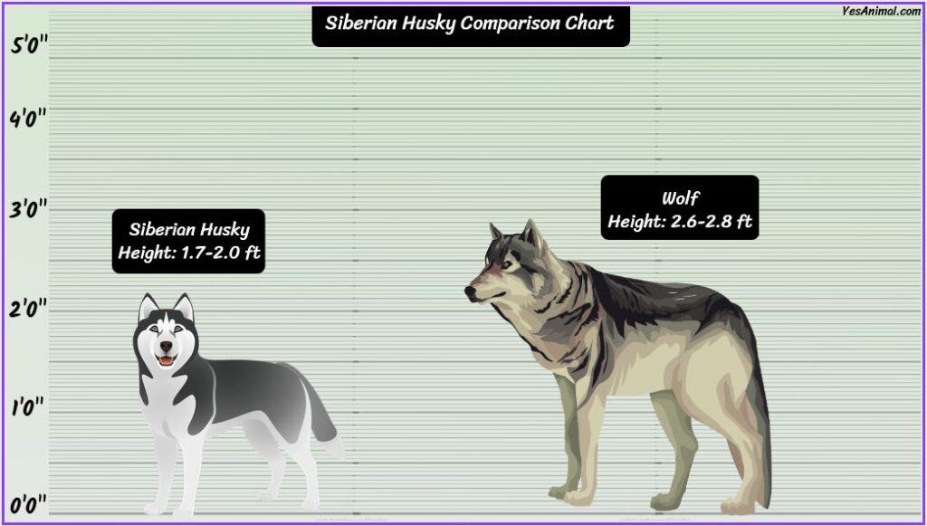 Siberian Husky Size comparison