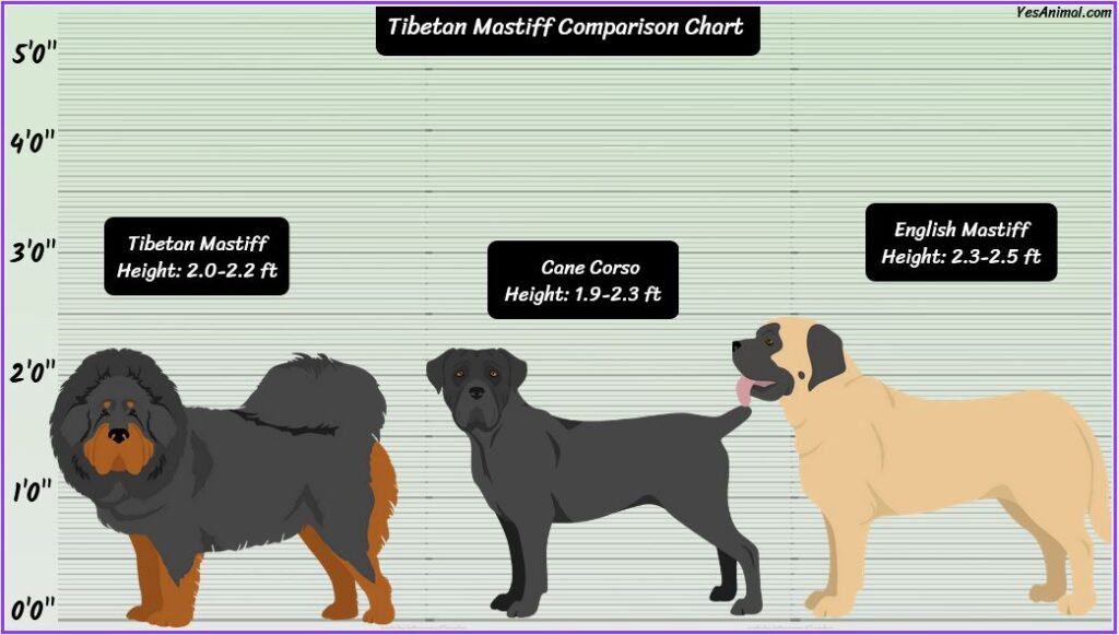 Tibetan Mastiff Size comparison