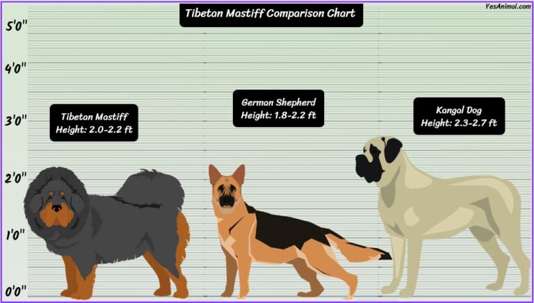 Tibetan Mastiff Size: How Big Are They Compared To Others?