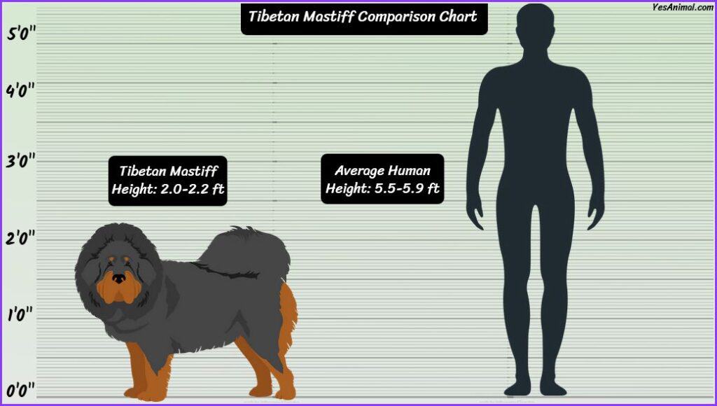 Tibetan Mastiff Size comparison