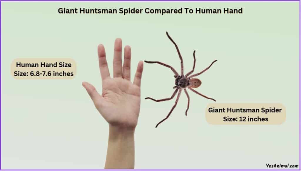 Giant Huntsman Spider Size compared to human hand