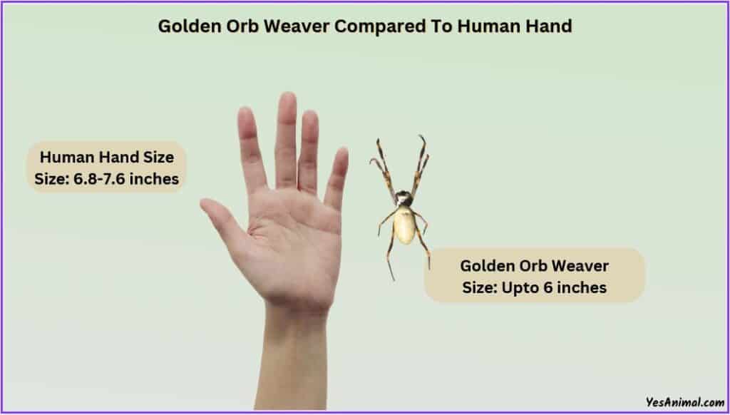 Golden Orb Spider Size compared with human hand