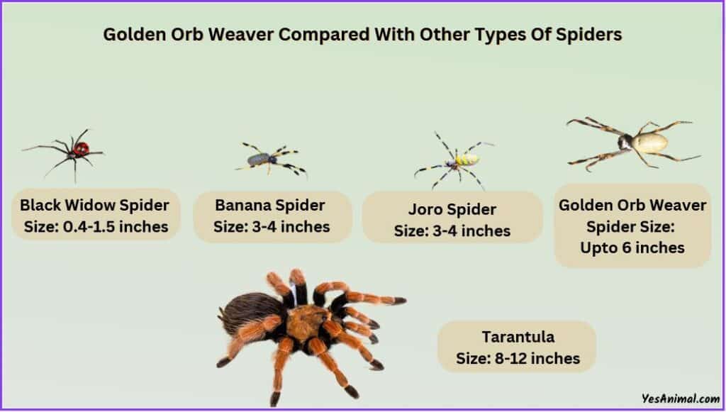 Golden Orb Spider Size compared with other spider