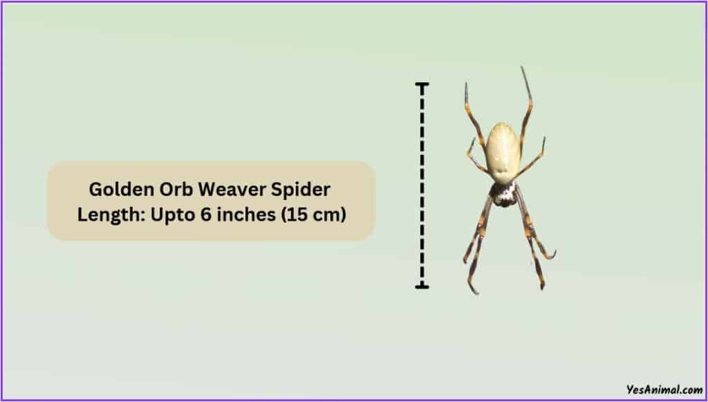 Golden Orb Spider Size