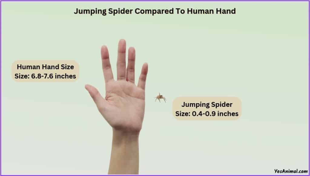 Jumping Spider Size compared with human hand