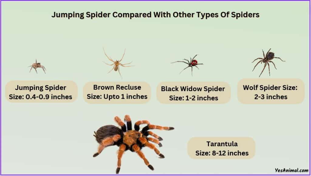 Jumping Spider Size compared with other spiders