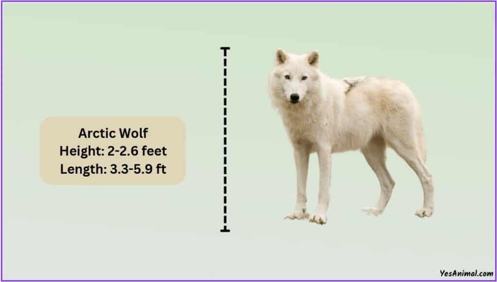 Arctic Wolf Size