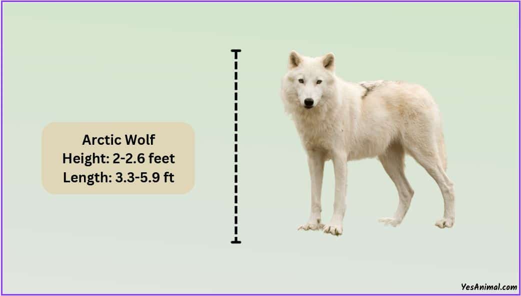 Arctic Wolf Size: How Big Are They Compared To Others?