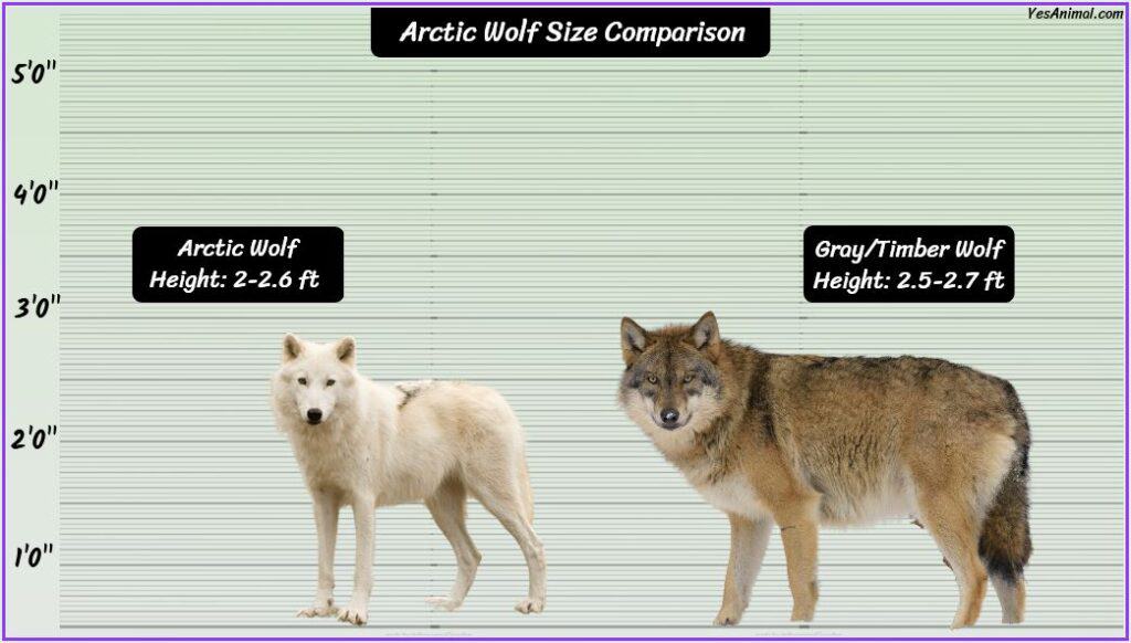 Arctic Wolf Size compared with gray wolf