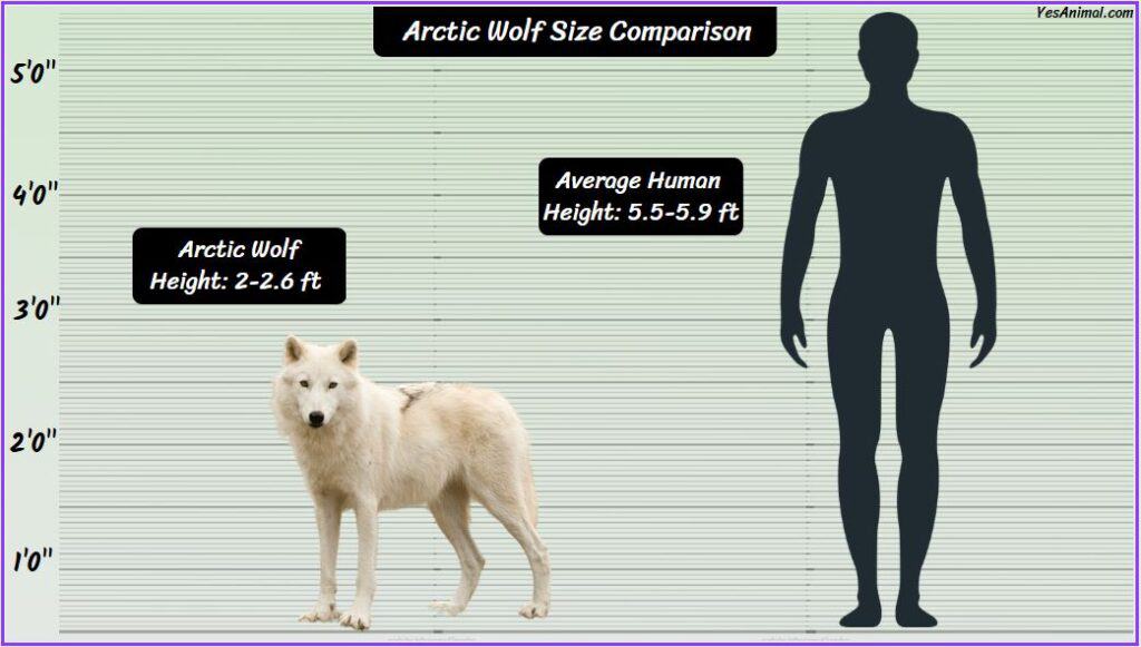 Arctic Wolf Size compared with human