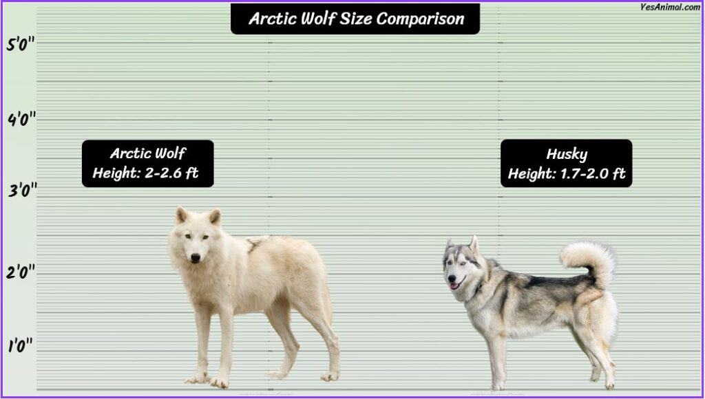 Arctic Wolf Size compared with husky
