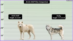 Arctic Wolf Size Explained & Compared With Others