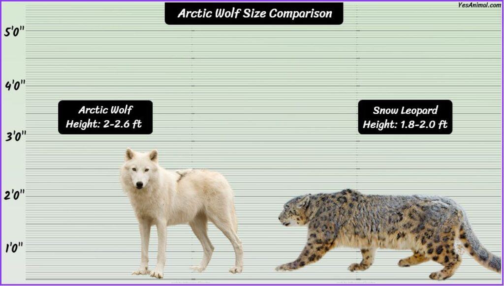 Arctic Wolf Size compared with snow leopard