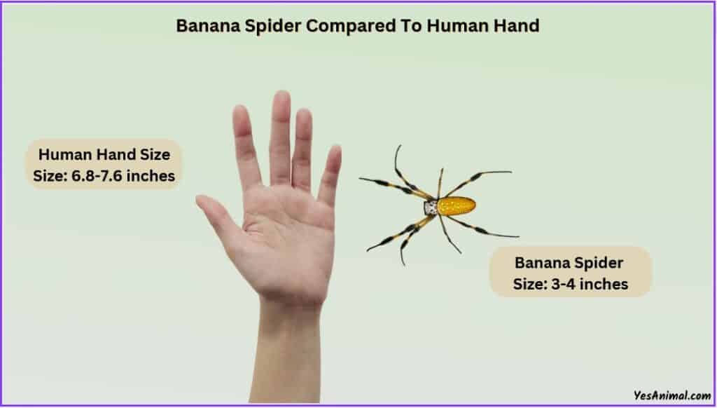 Banana Spider Size compared with human hand