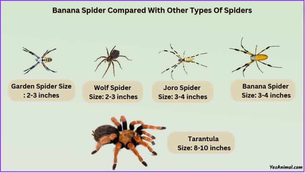 Banana Spider Size compared with other spiders