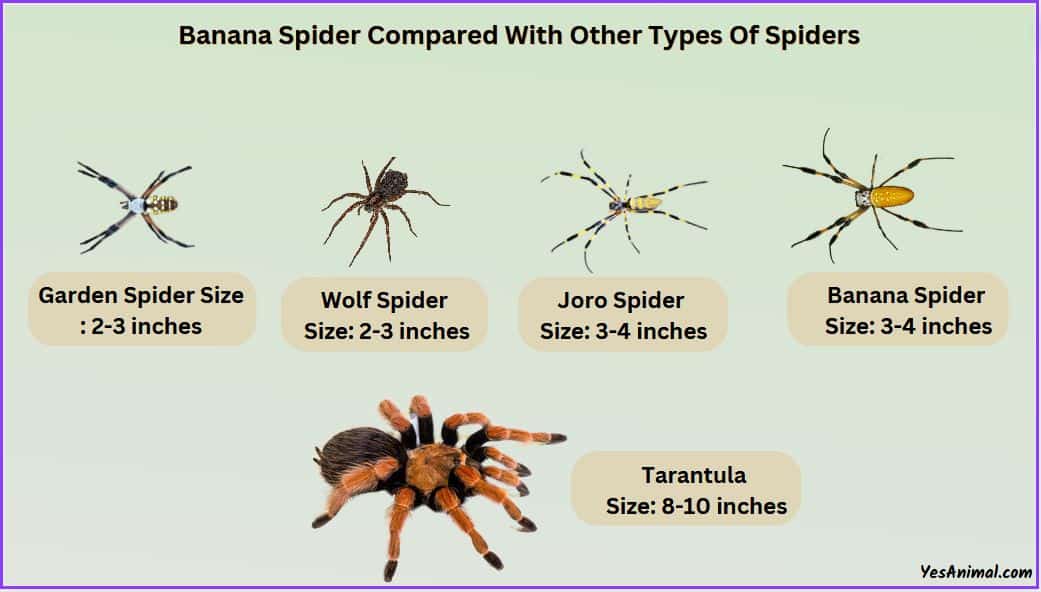 Banana Spider Size Explained & Compared To Other Spiders