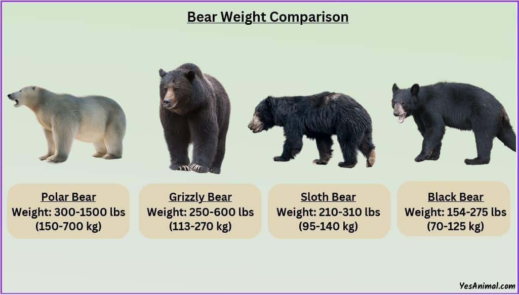 How Much Does Bear Weigh?