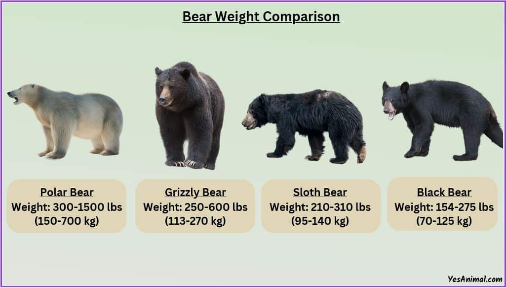 How Much Does Bear Weigh? Complete List With Comparison