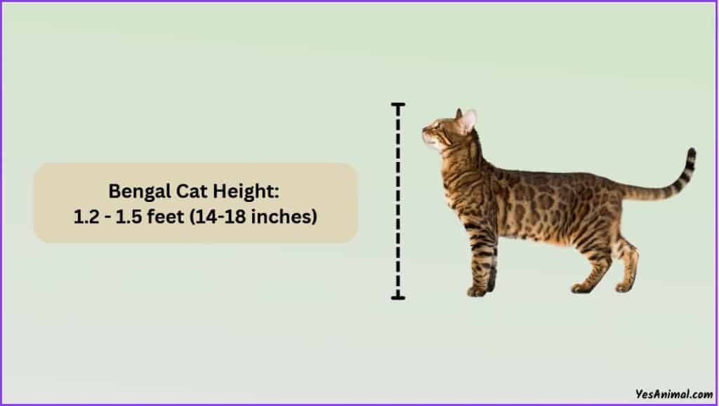 Bengal Cat Size