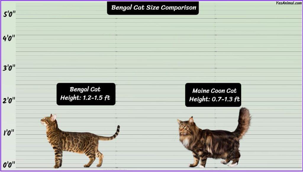 Bengal Cat Size comparison with Maine coon cat