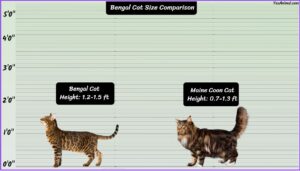 Bengal Cat Size Explained & Compared With Other Breeds