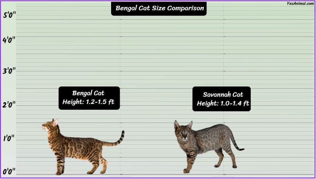 Bengal Cat Size comparison with savannah cat