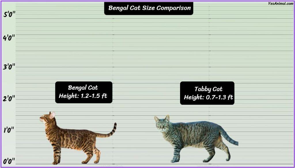 Bengal Cat Size comparison with tabby cat