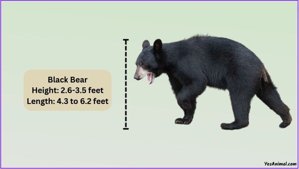 Black bear size