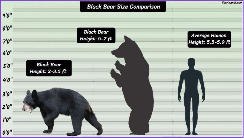 Black Bear Size How Big Are They? Compared With Others