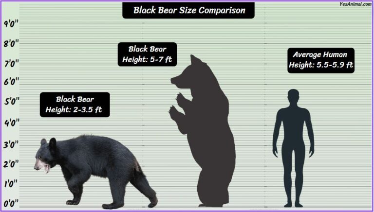 Black Bear Size: How Big Are They? Compared With Others