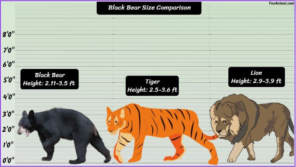 Black bear size compared with tiger and lion