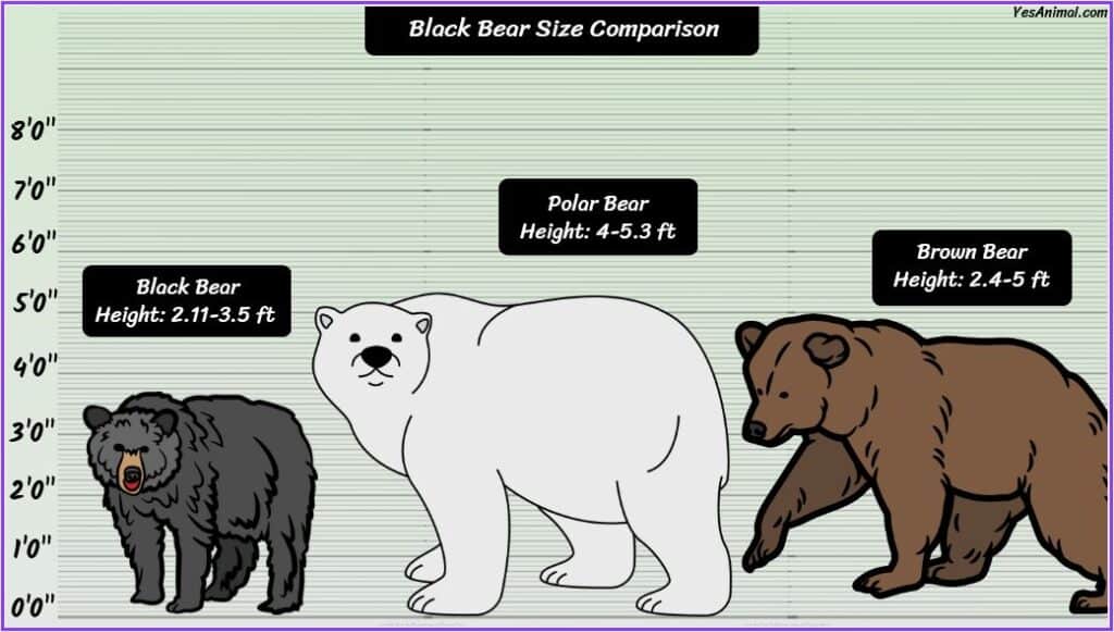 Black bear size compared with polar bear and brown bear