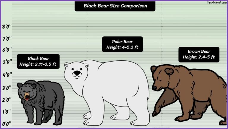 Black Bear Size: How Big Are They? Compared With Others