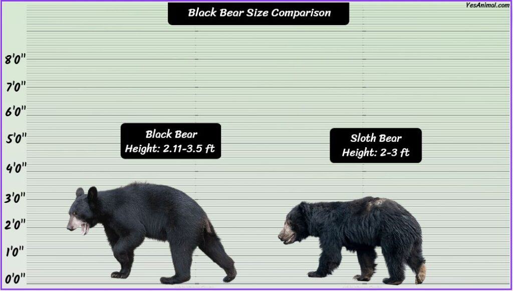 Black bear size compared with sloth bear