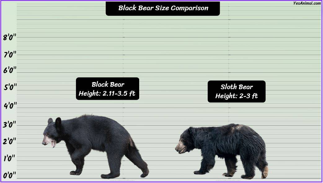 Black Bear Size: How Big Are They? Compared With Others